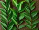 REGAL EXPORTERS